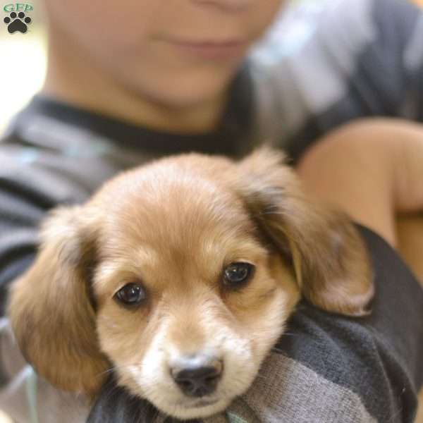 Zedrick (mini), Dachshund Puppy