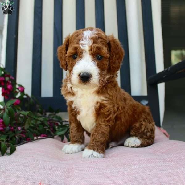 Adam, Mini Goldendoodle Puppy