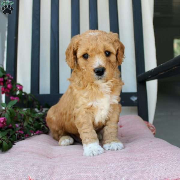 Austin, Mini Goldendoodle Puppy
