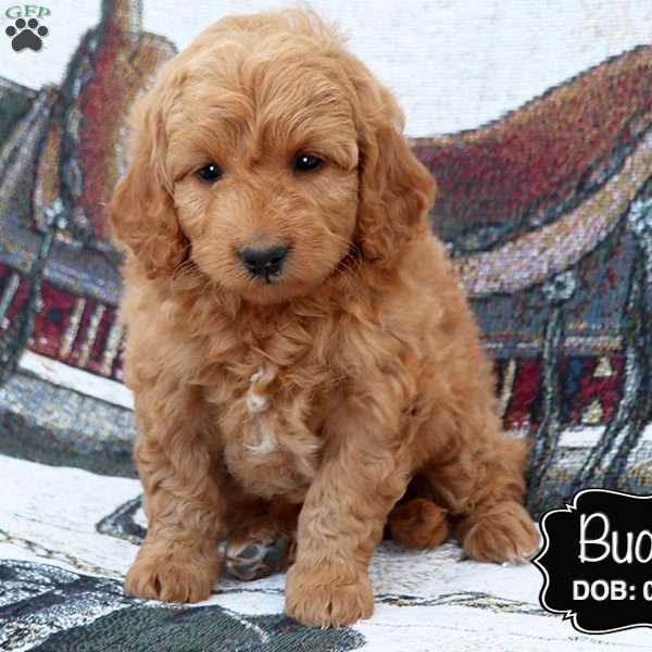 Buddy, Cockapoo Puppy