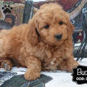 Buddy, Cockapoo Puppy
