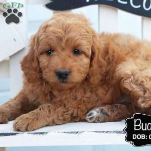 Buddy, Cockapoo Puppy