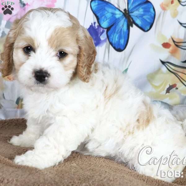 Captain, Cavapoo Puppy