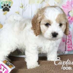Captain, Cavapoo Puppy