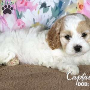 Captain, Cavapoo Puppy