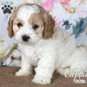 Captain, Cavapoo Puppy