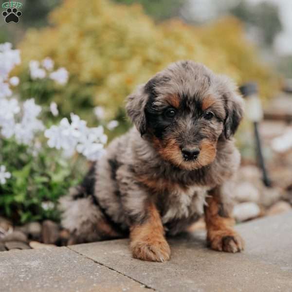 Cara, Standard Poodle Mix Puppy