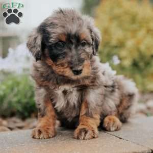 Cara, Standard Poodle Mix Puppy