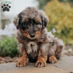 Cara, Standard Poodle Mix Puppy