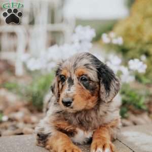 Cassi, Standard Poodle Mix Puppy