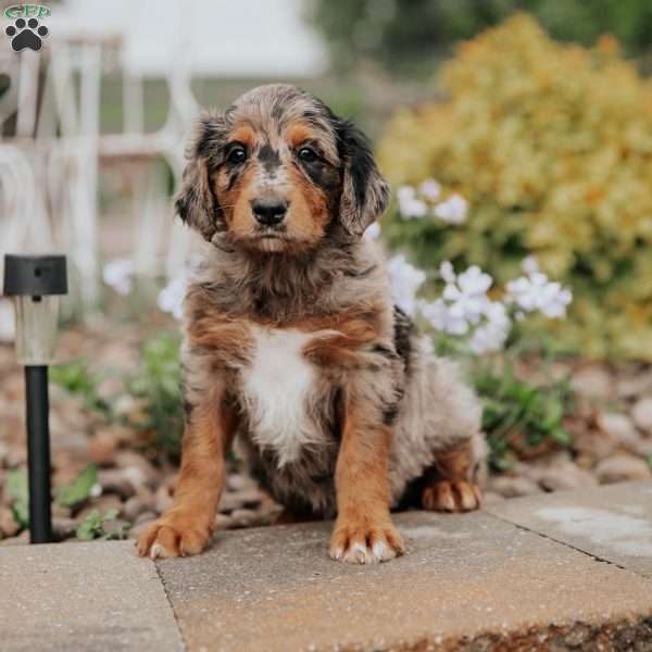 Cassi, Standard Poodle Mix Puppy