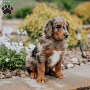 Cassi, Standard Poodle Mix Puppy