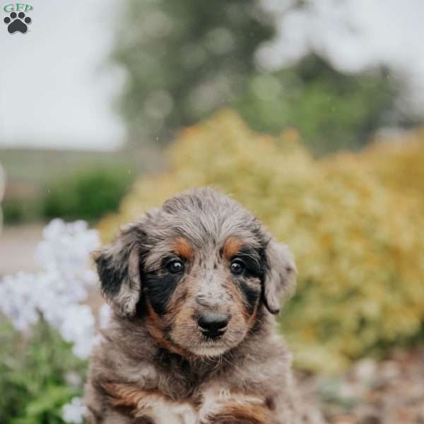 Champ, Standard Poodle Mix Puppy