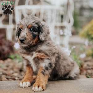 Champ, Standard Poodle Mix Puppy