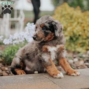 Champ, Standard Poodle Mix Puppy