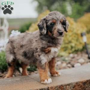 Champ, Standard Poodle Mix Puppy