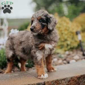 Champ, Standard Poodle Mix Puppy