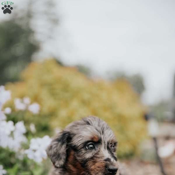 Chita, Standard Poodle Mix Puppy
