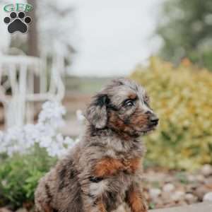 Chita, Standard Poodle Mix Puppy
