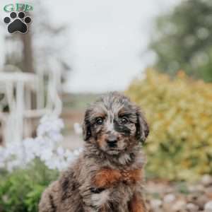 Chita, Standard Poodle Mix Puppy