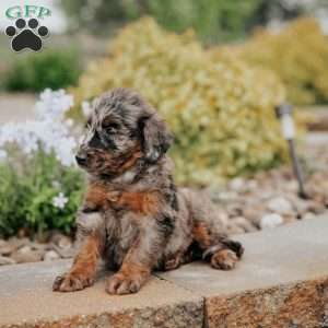 Chita, Standard Poodle Mix Puppy