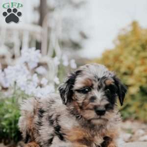 Chloe, Standard Poodle Mix Puppy