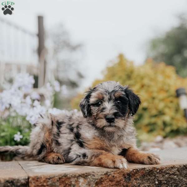 Chloe, Standard Poodle Mix Puppy