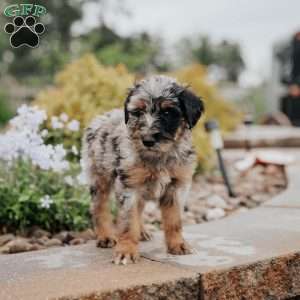 Chloe, Standard Poodle Mix Puppy