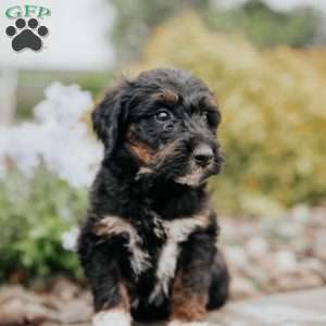Cindy, Standard Poodle Mix Puppy