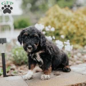 Cindy, Standard Poodle Mix Puppy