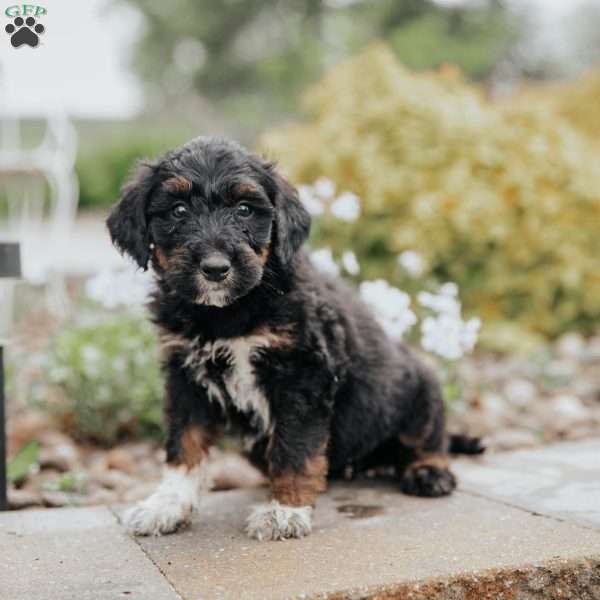 Cindy, Standard Poodle Mix Puppy