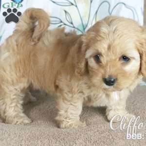 Clifford, Cavapoo Puppy