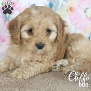 Clifford, Cavapoo Puppy