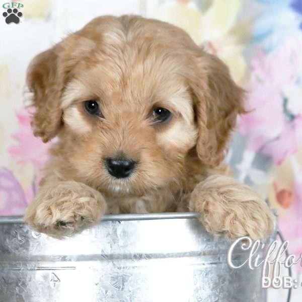 Clifford, Cavapoo Puppy