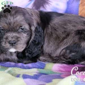 Cocoa, Cocker Spaniel Puppy