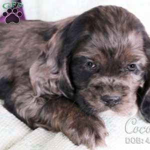 Cocoa, Cocker Spaniel Puppy