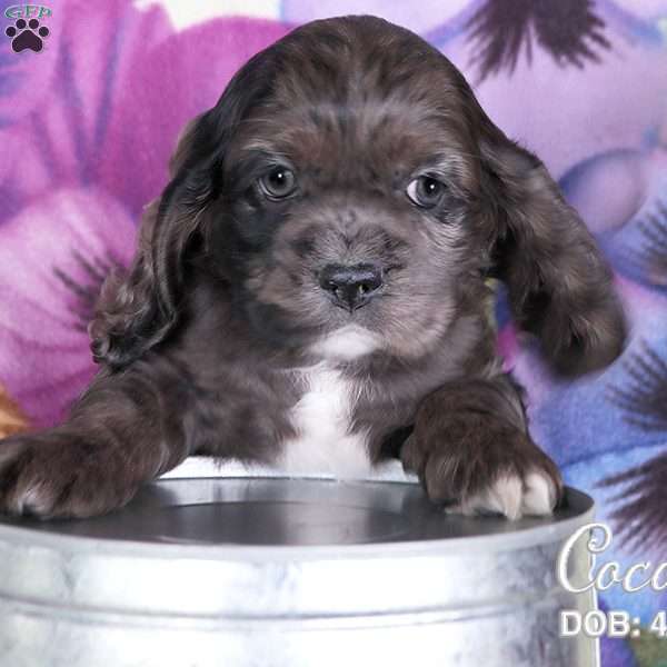 Cocoa, Cocker Spaniel Puppy