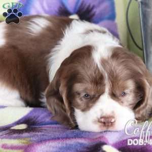 Coffee, Cocker Spaniel Puppy