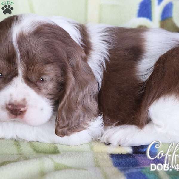Coffee, Cocker Spaniel Puppy