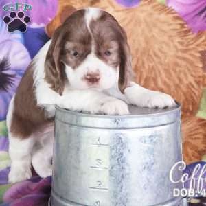 Coffee, Cocker Spaniel Puppy