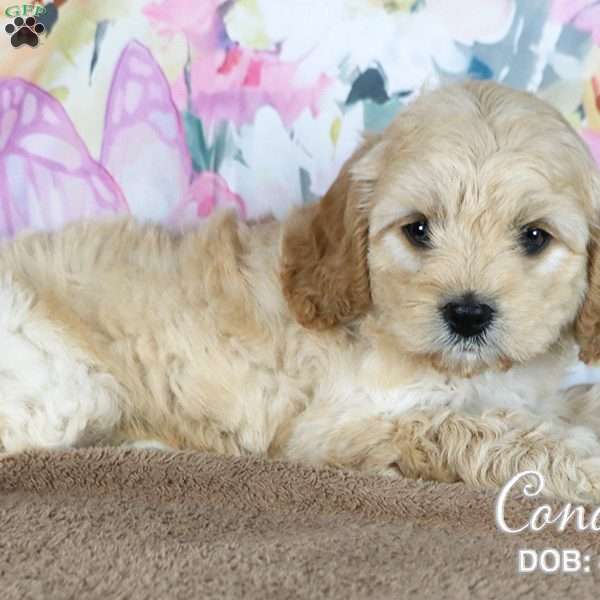 Conor, Cavapoo Puppy