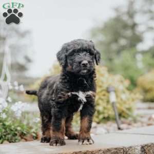 Cricket, Standard Poodle Mix Puppy