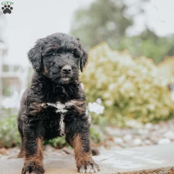 Cricket, Standard Poodle Mix Puppy