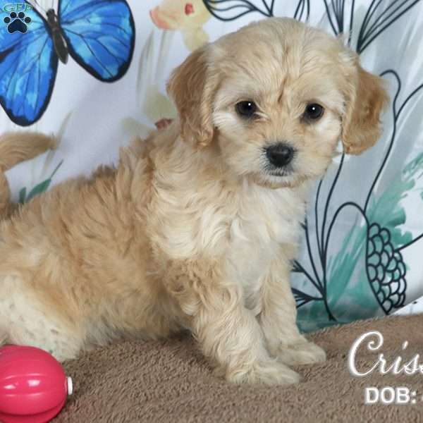 Crissy, Cavapoo Puppy