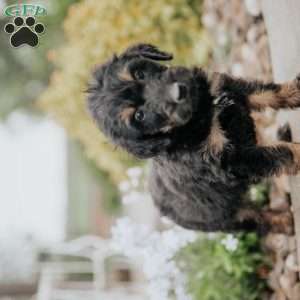 Cruiser, Standard Poodle Mix Puppy