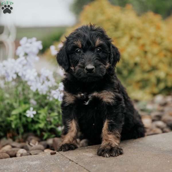 Cruiser, Standard Poodle Mix Puppy
