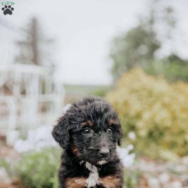 Cuddles, Standard Poodle Mix Puppy