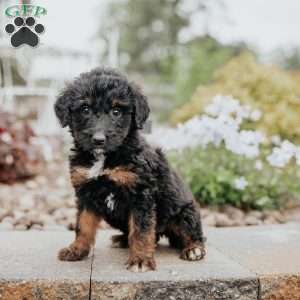 Cuddles, Standard Poodle Mix Puppy