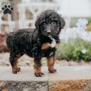 Cuddles, Standard Poodle Mix Puppy