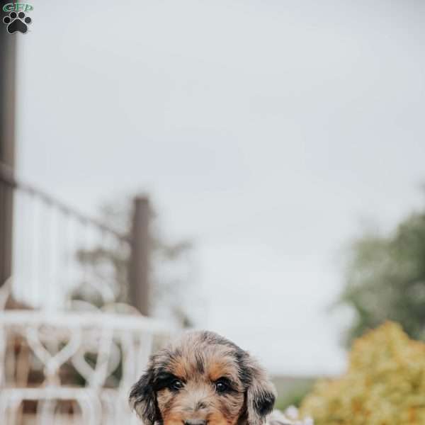 Curt, Standard Poodle Mix Puppy